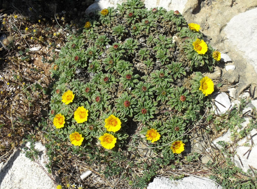 Pallenis maritima (=Asteriscus maritimus) / Asterisco marittimo